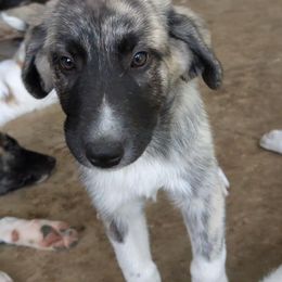 8 - Girl - Brown female Anatolian Pyrenees puppy in Marysville, Ohio from Brotherton Family Farms