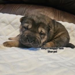 Vecna - Black sable male Chinese Shar-Pei puppy in Minden, Louisiana from Zoey's Waggly Tails