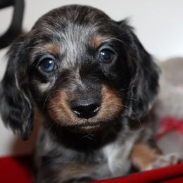 Boy 3 - Blue and tan male Dachshund puppy in Craig, Colorado from Rocky Mountain Shih Tzus and Dry Creek Miniature Dachshunds