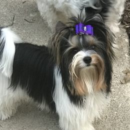 Brutey - Biewer Terrier