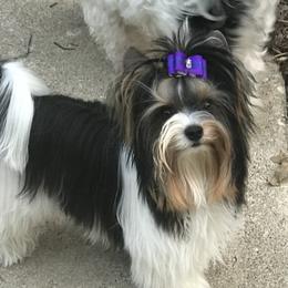 Brutey - Biewer Terrier