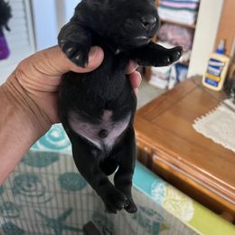 Boy 2 - Silver brindle Scottish Terrier puppy in Mokelumne Hill, California from Pittypaws Special Blend Scottie's