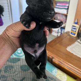 Boy 2 - Silver brindle Scottish Terrier puppy in Mokelumne Hill, California from Pittypaws Special Blend Scottie's