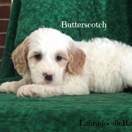 Labradoodle Ranch breeder of Labradoodle