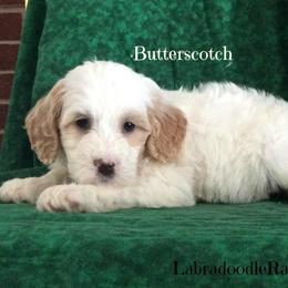Labradoodle Ranch breeder of Labradoodle