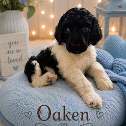 Oaken - Parti female Poodle puppy in Washington, Pennsylvania from Patriotic Poodles