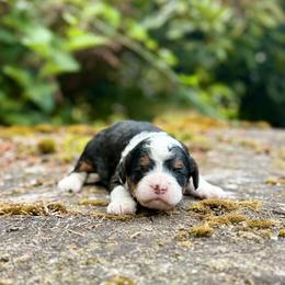 Anastasia (Yellow Collar) - Tri-color female Bernedoodle puppy in Stanwood, Washington from Butter Cup Pups and Paws