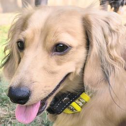 Sunshine - Dachshund