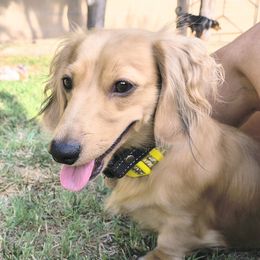 Sunshine - Dachshund