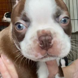 Merlin - Red male Boston Terrier puppy in Murrells Inlet, South Carolina from Inlet Boston Terriers