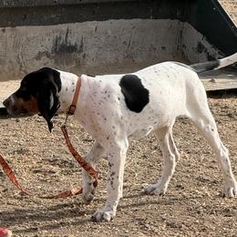 Ringo - Bluetick Coonhound