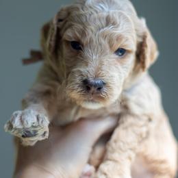 Goldendoodle Puppies from Nova's Minidoodles