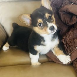 Boy 2 - Black and tan male Pembroke Welsh Corgi puppy in Oklahoma from DRB Australian Shepherds