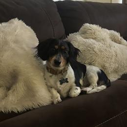 louie - Dachshund