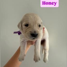 Golden Retriever Puppies from Pheasant Hollow Goldens