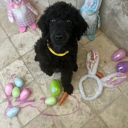 Poodle Puppies from Arindayle Standard Poodles