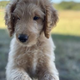 Blue - Apricot male Goldendoodle puppy in El Campo, Texas from Diamond C Doodles