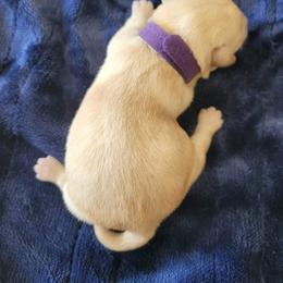 Dark Purple - Wheaten female Scottish Terrier puppy in Carson City, Nevada from McCulley's Battle Born Scotties
