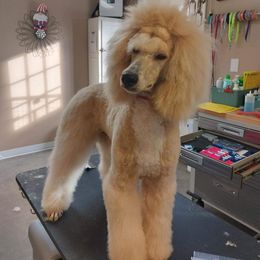 Poodle Puppies from Cedar Cove Standard Poodles