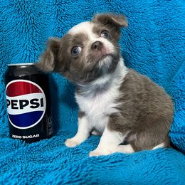 Bitzi-Mei - Blue and white female Chihuahua puppy in Silver Summit, Utah from Snow Peak Kennel