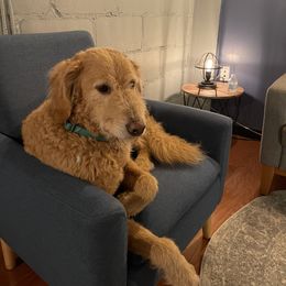 Auggir - Goldendoodle