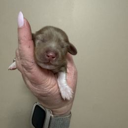 Tangerine - Dapple female Dachshund puppy in Knoxville, Tennessee from East TN Dachshunds