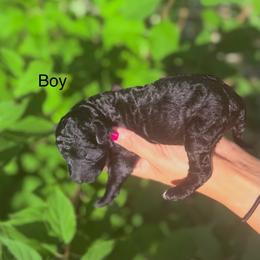 Oliver - Black male Goldendoodle puppy in Jasper, Georgia from Harrington Doodles & Poodles