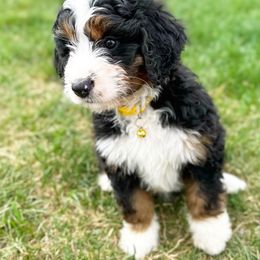 Bernedoodles, Goldendoodles, and Poodles from Anam Cara Pups