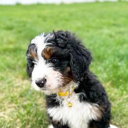 Bernedoodles, Goldendoodles, and Poodles from Anam Cara Pups