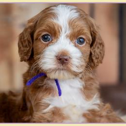 Cinderella - Red and white female Cockapoo puppy in Connersville, Indiana from Deaz Doodle Ranch