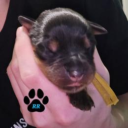 Yellow - Black and mahogany female Rottweiler puppy in Tangent, Oregon from Raya's Royals