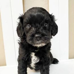 Bernedoodle, Cavapoo, Cockapoo, and Goldendoodle Puppies from Cactus Doods