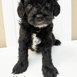 Bernedoodle, Cavapoo, Cockapoo, and Goldendoodle Puppies from Cactus Doods