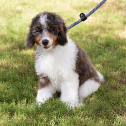 Luigi BLUE MERLE MALE - Blue merle male Aussiedoodle puppy in Jacksonville, Florida from Lolo’s Aussiedoodle