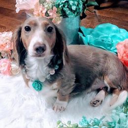 Plum - Dachshund