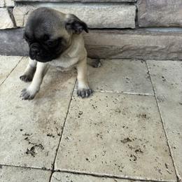 Girl2 - Fawn female Pug puppy in Brooksville, Florida from Windsorsprings