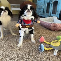 Dunkin - Black and white male Japanese Chin puppy in Durant, Oklahoma from Sakura Japanese Chin