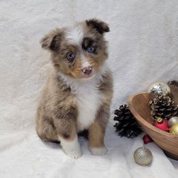 Smokey - Red merle male Miniature Australian Shepherd puppy in Missouri from B&M Cottonwood Canines