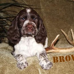English Springer Spaniel Puppies from South Fork Springers
