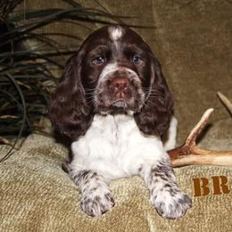 English Springer Spaniel Puppies from South Fork Springers