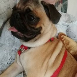 Pugs from Hammack's Pugs