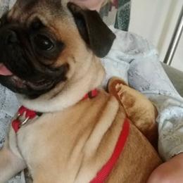 Pugs from Hammack's Pugs