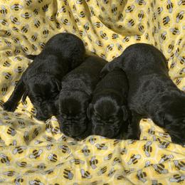 Black female - Black female Labrador Retriever puppy in Geneva, Florida from Salty Duck Retrievers