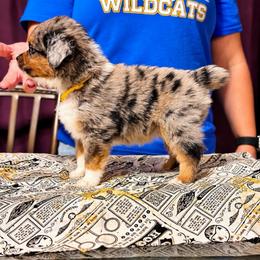 Cedric - Blue merle male Australian Shepherd puppy in Evart, Michigan from Torry's Full Draw Aussie’s