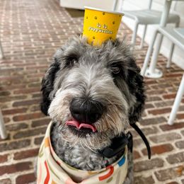 Juneau - Goldendoodle
