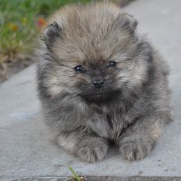 Pomeranian Puppies from Amerys Poms