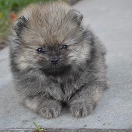 Pomeranian Puppies from Amerys Poms