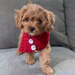 Jasmine - Red female Cavapoo puppy in Northern, California from Cavapoos R4 Cuddles