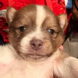 Theo - Chocolate and white male Chihuahua puppy in Bellmore, New York from Alyce’s Angels
