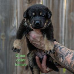 Green Collar Girl - Bi-color female German Shepherd puppy in Universal City, Texas from Jaxinhaus German Shepherds
